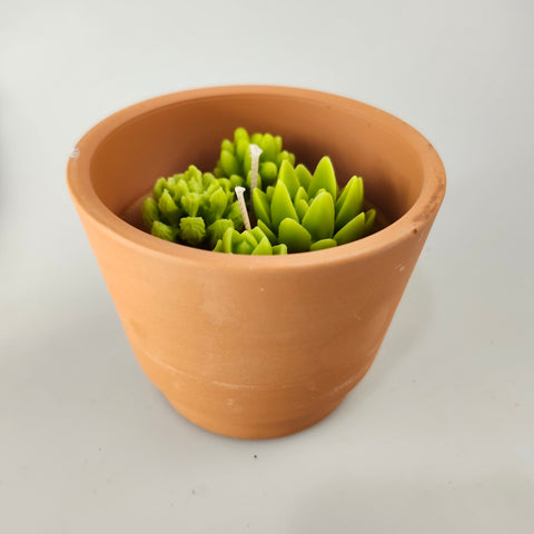 Succulents | Greenhouse Candle