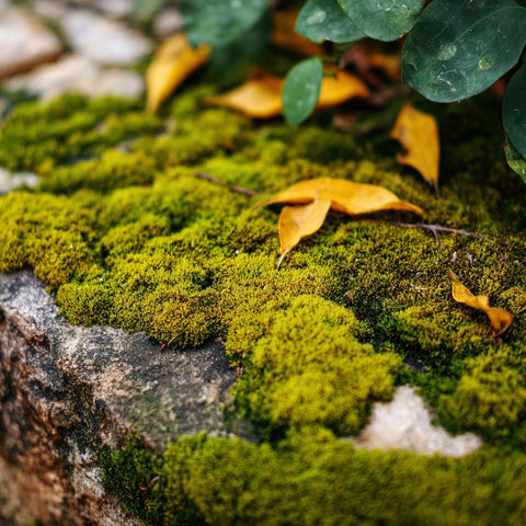 Earth and Root Candle
