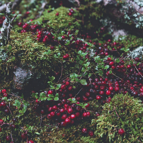 Winter Solstice Candle