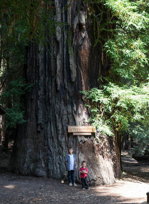 California Redwoods Candle