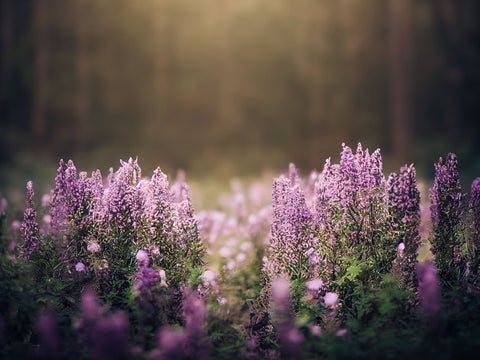 Clary Sage Aromatherapy Candle