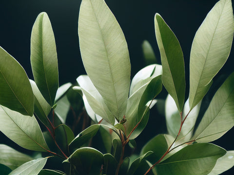 Eucalyptus Aromatherapy Candle