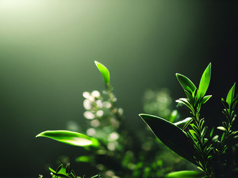 Tea Tree Aromatherapy Candle